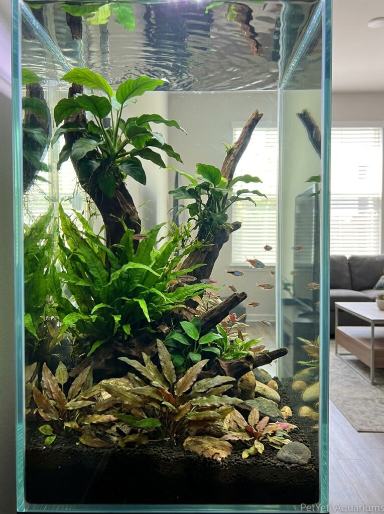 Thriving beginner aquarium plants displaying steady growth in a balanced freshwater aquarium.