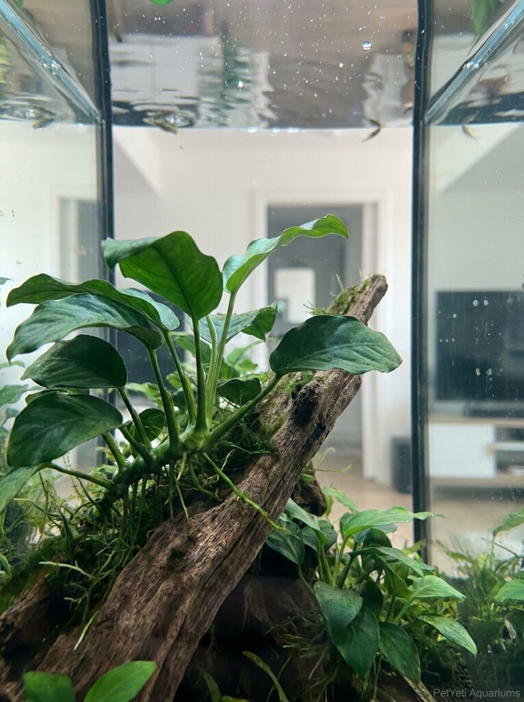 Healthy mature Anubias attached to driftwood in a clean freshwater aquarium.