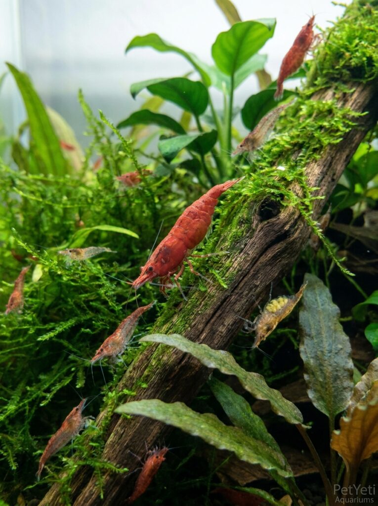 Cherry Shrimp displaying different behaviors in a planted aquarium.