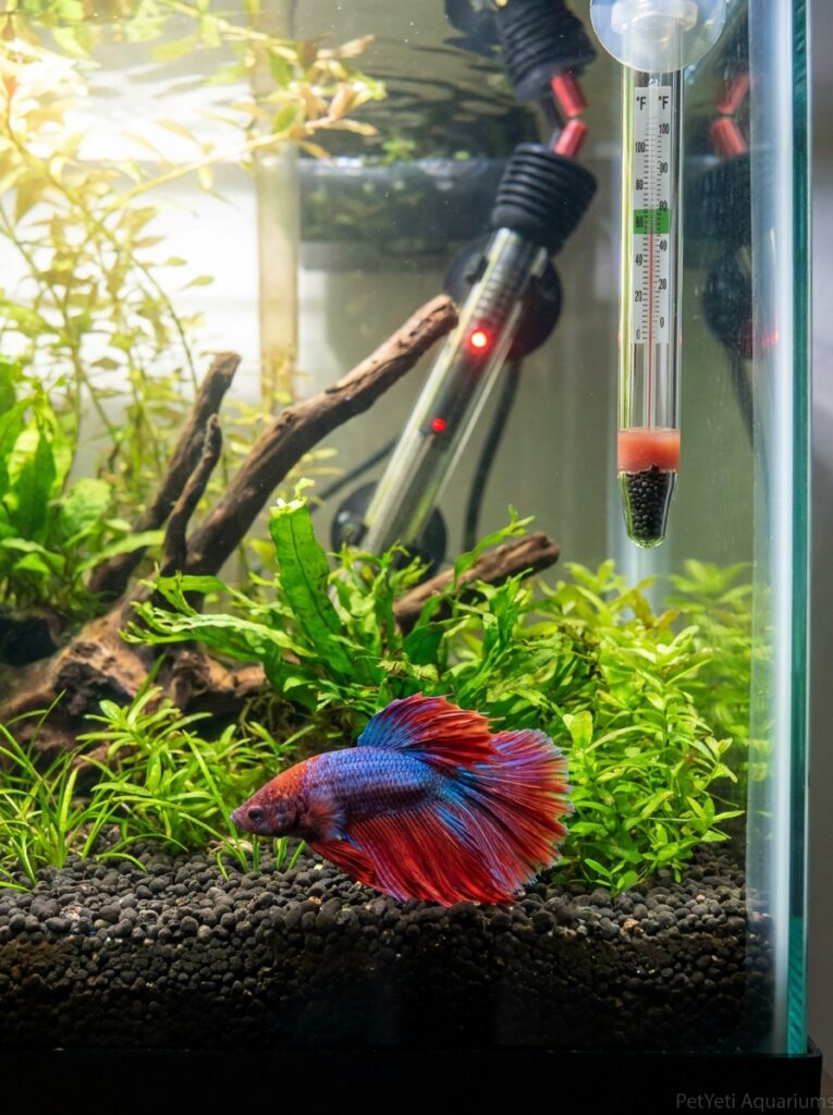 Betta fish in a heated planted aquarium with visible thermometer and healthy aquatic plants.