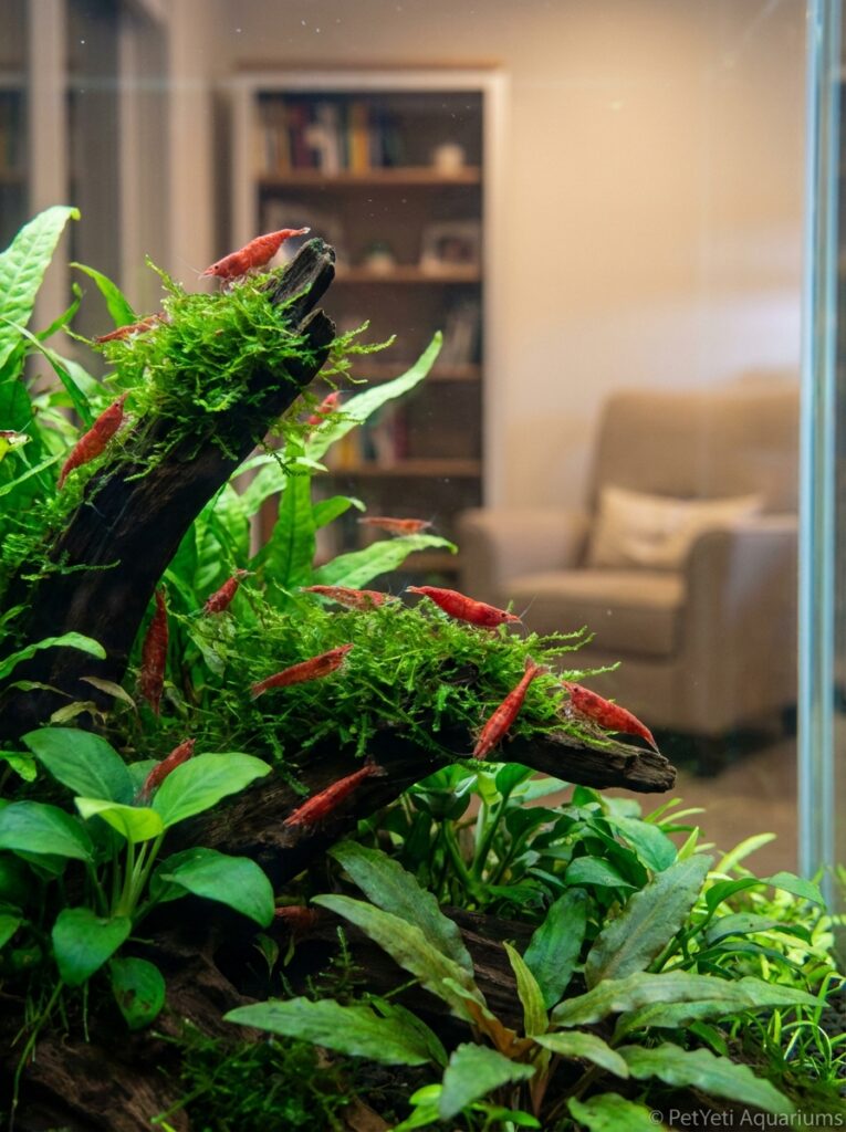 Healthy Cherry Shrimp visible throughout a thriving planted aquarium.