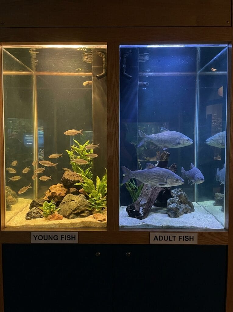 Comparison showing fish growth over time