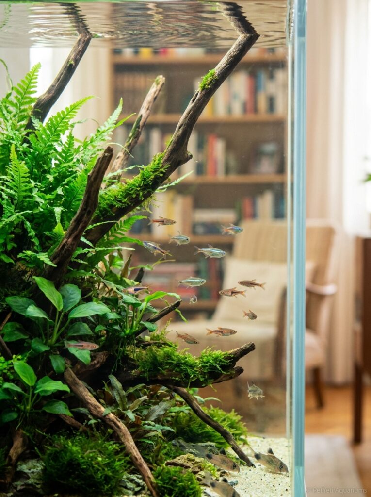 Balanced community aquarium with appropriate fish stocking and healthy aquatic plants.
