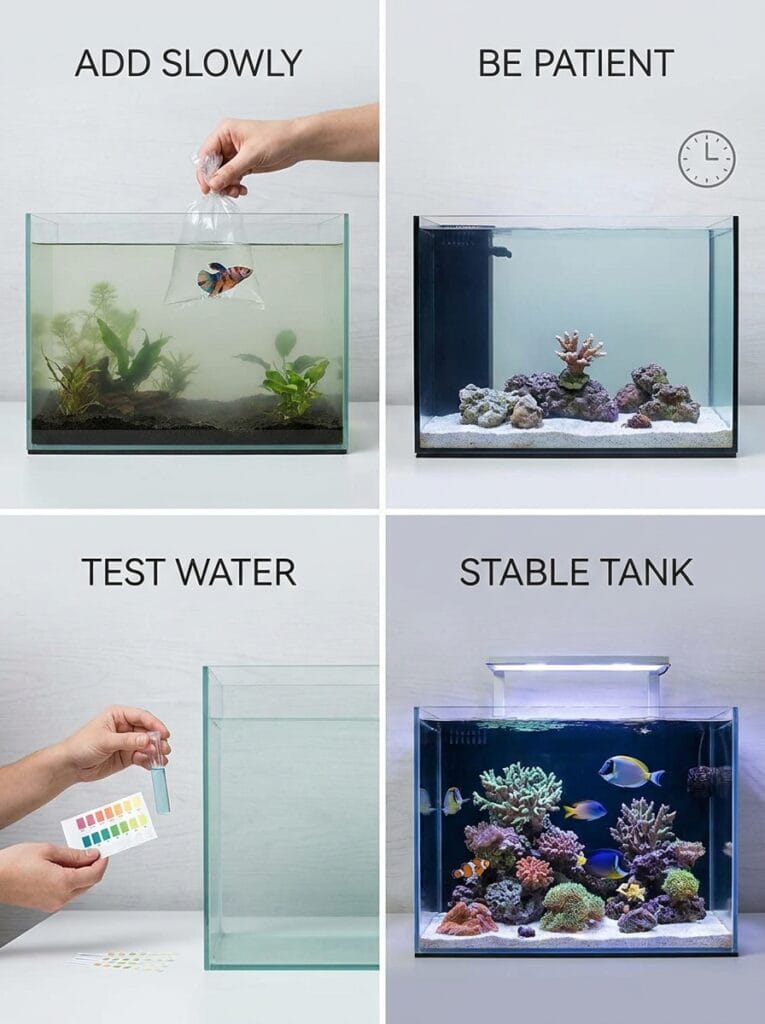 Beginner aquarium cycling rules comparison