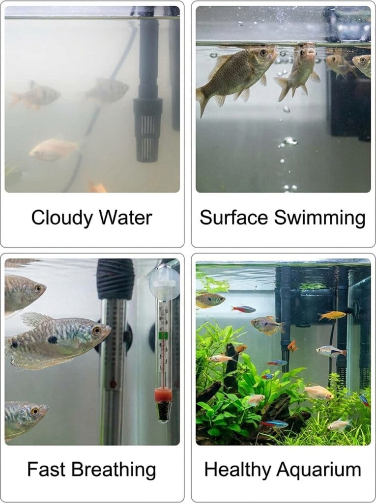 Signs that an aquarium may still be cycling