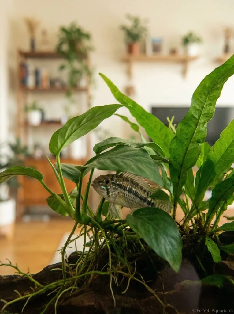 New aquarium fish resting among Anubias and Java Fern plants while adjusting to a new environment.
