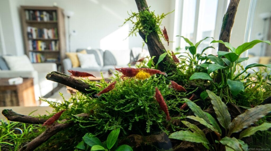 Why are my shrimp not breeding? Cherry Shrimp colony with a berried female among live plants and driftwood.