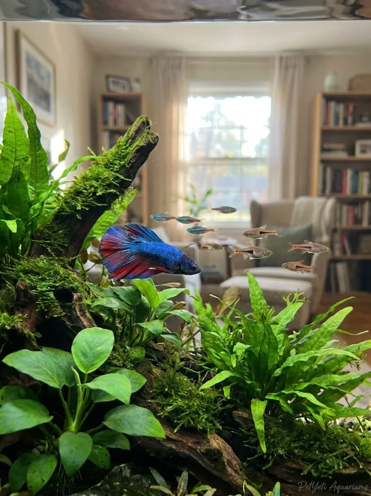 Community fish swimming through dense aquatic plants in a well-balanced planted aquarium.