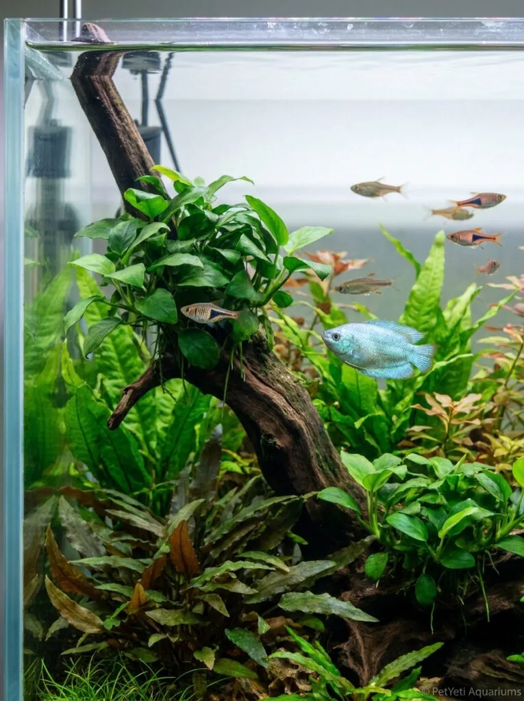 Freshwater fish using plant cover while interacting naturally with other community fish.