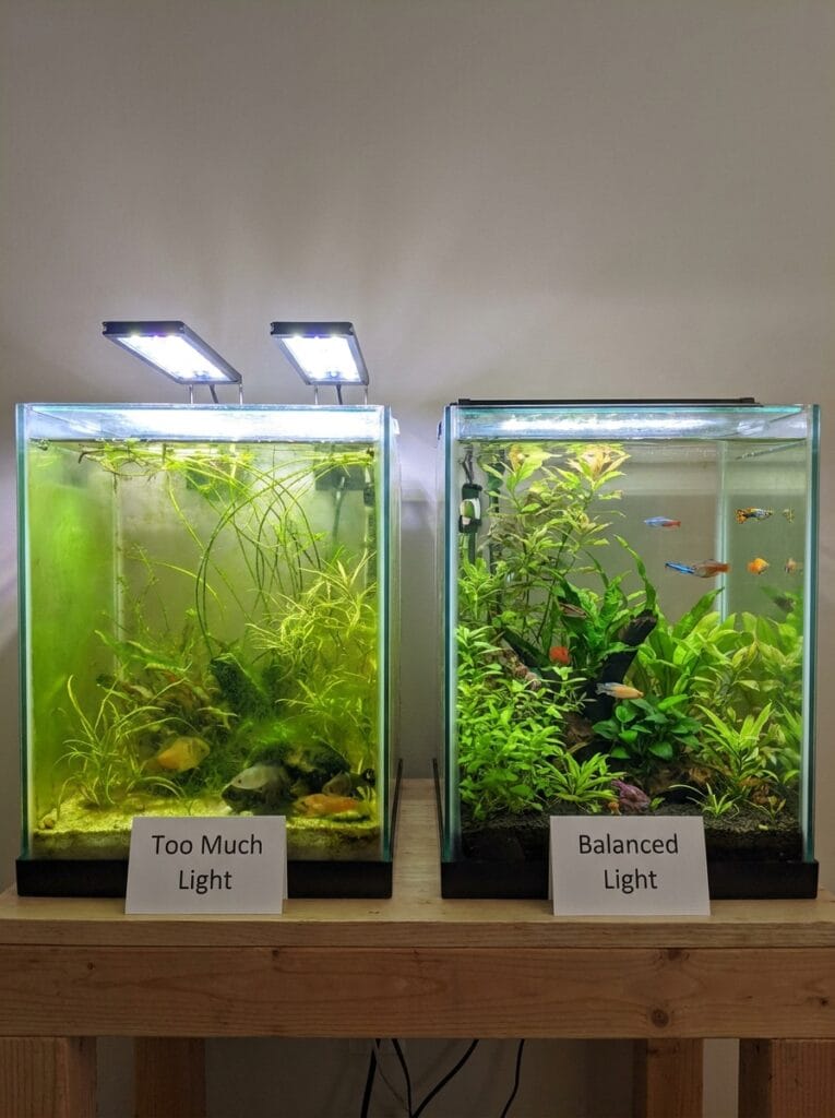 Balanced aquarium lighting compared to excessive lighting