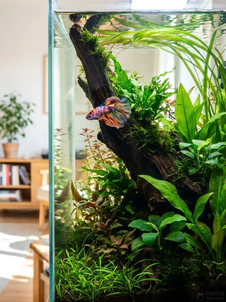 Healthy fish confidently exploring a planted aquarium with driftwood and natural shelters.