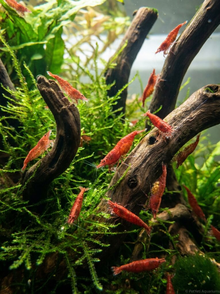 Healthy Cherry Shrimp colony in a stable planted aquarium.