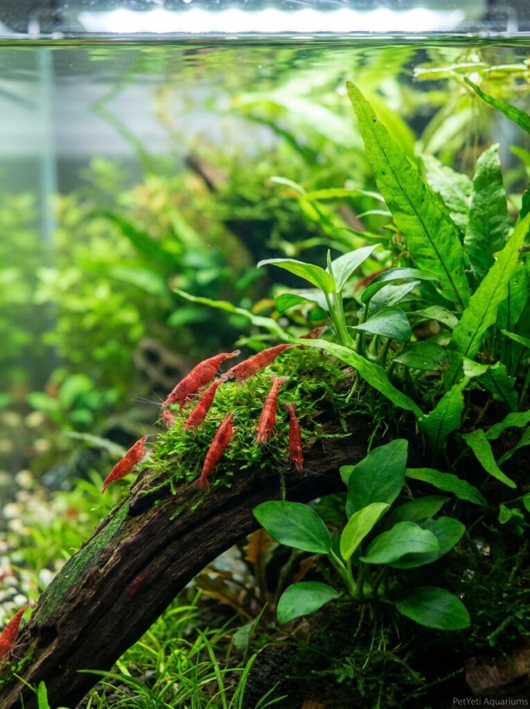 Cherry Shrimp visible among plants with peaceful nano fish nearby.