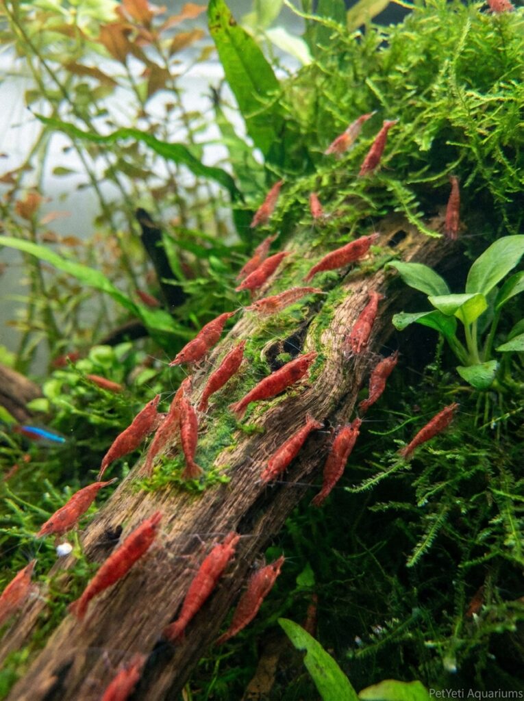 Growing Cherry Shrimp colony throughout a planted aquarium.