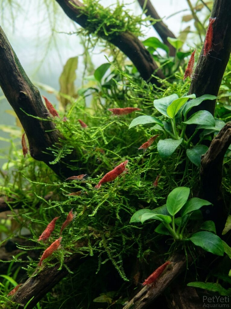 Cherry Shrimp grazing on biofilm in a mature planted aquarium.