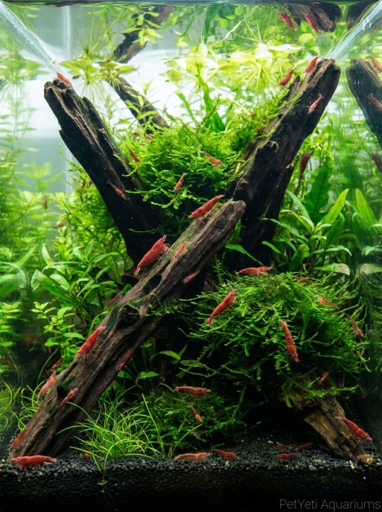 Thriving Cherry Shrimp colony in a stable planted aquarium.