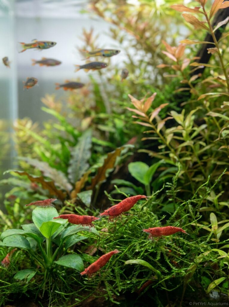 Cherry Shrimp among dense plants while peaceful fish swim nearby.