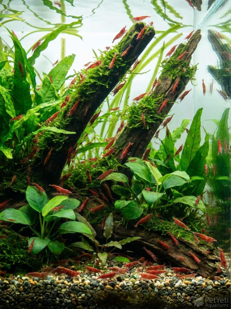 Healthy Cherry Shrimp colony growing in a planted aquarium.