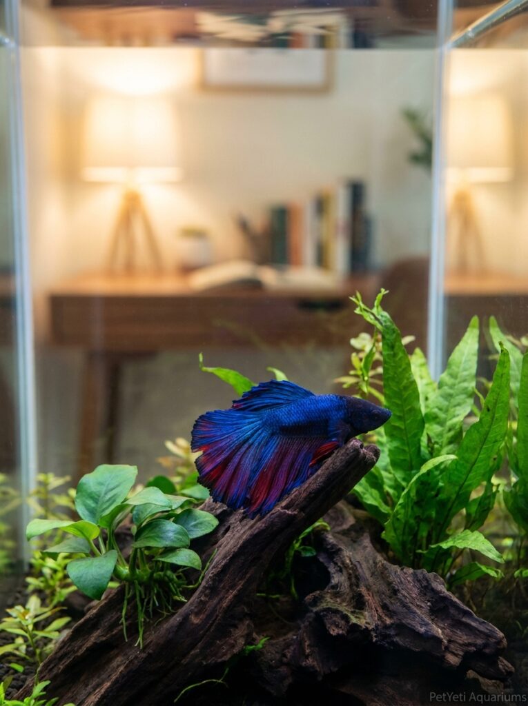 Healthy Betta fish resting near driftwood in a peaceful planted aquarium.
