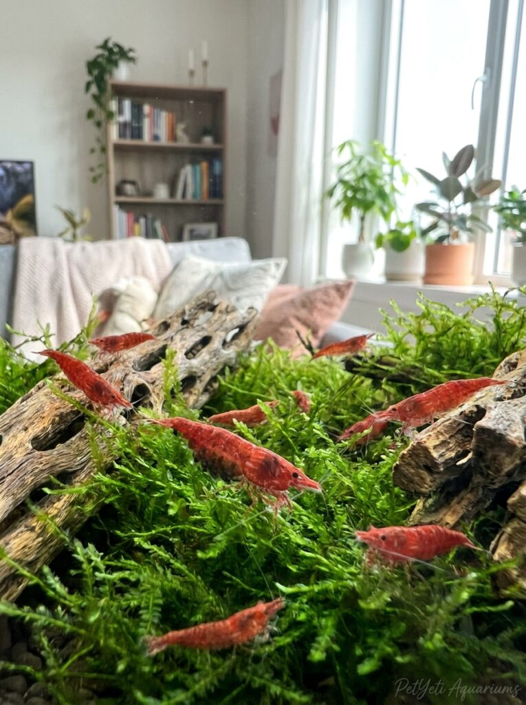 Berried Cherry Shrimp carrying eggs in a thriving planted aquarium.
