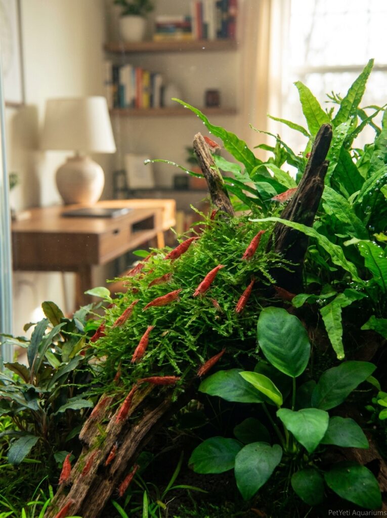 Healthy Cherry Shrimp colony thriving in a planted aquarium with live plants and driftwood.
