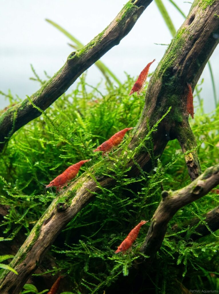 Cherry Shrimp in a healthy planted aquarium during routine maintenance.