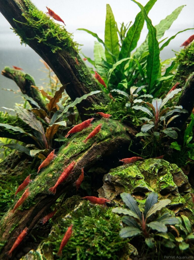 Cherry Shrimp living in a mature planted aquarium with established plant growth.