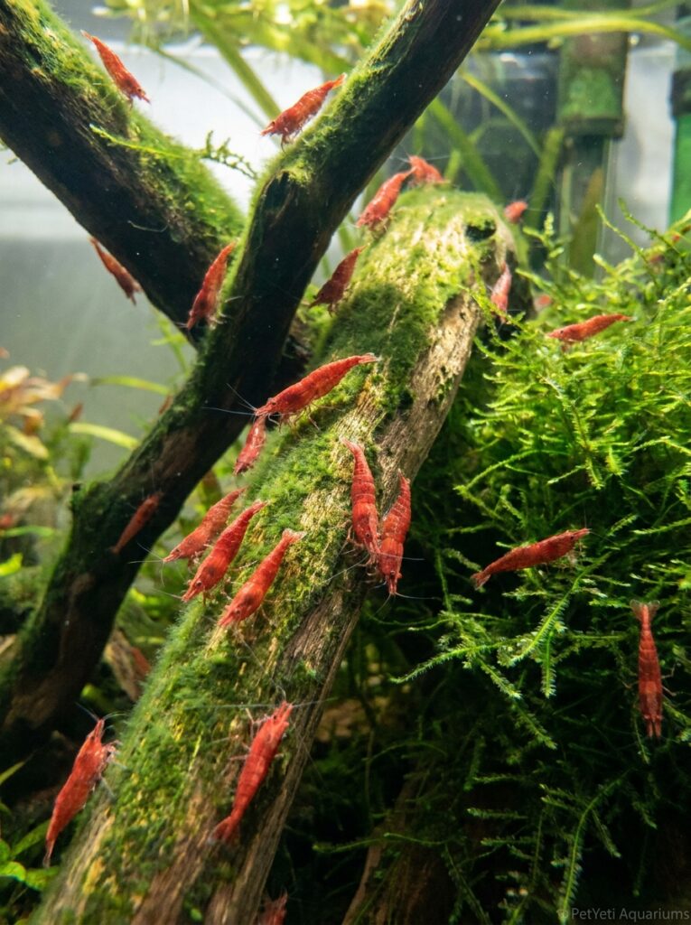 Cherry Shrimp grazing on biofilm and driftwood in a planted aquarium.
