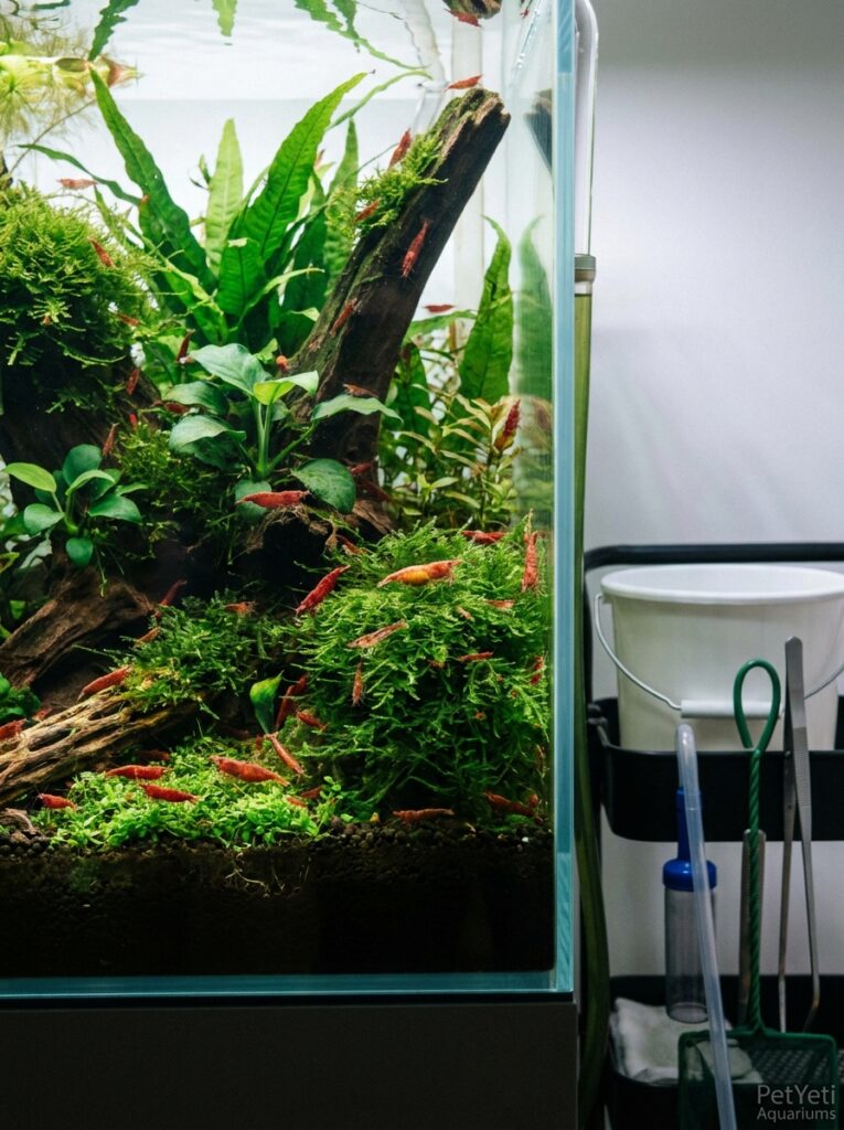 Healthy Cherry Shrimp colony in a well-maintained planted aquarium.