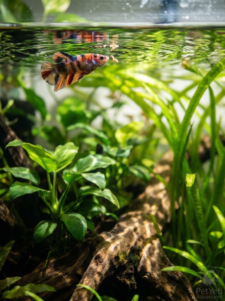 Community fish investigating food near the water surface.