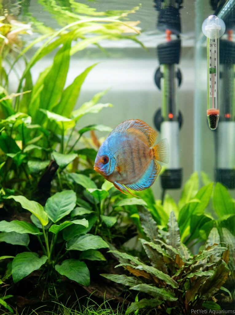 Healthy community fish in a stable planted aquarium with heater.