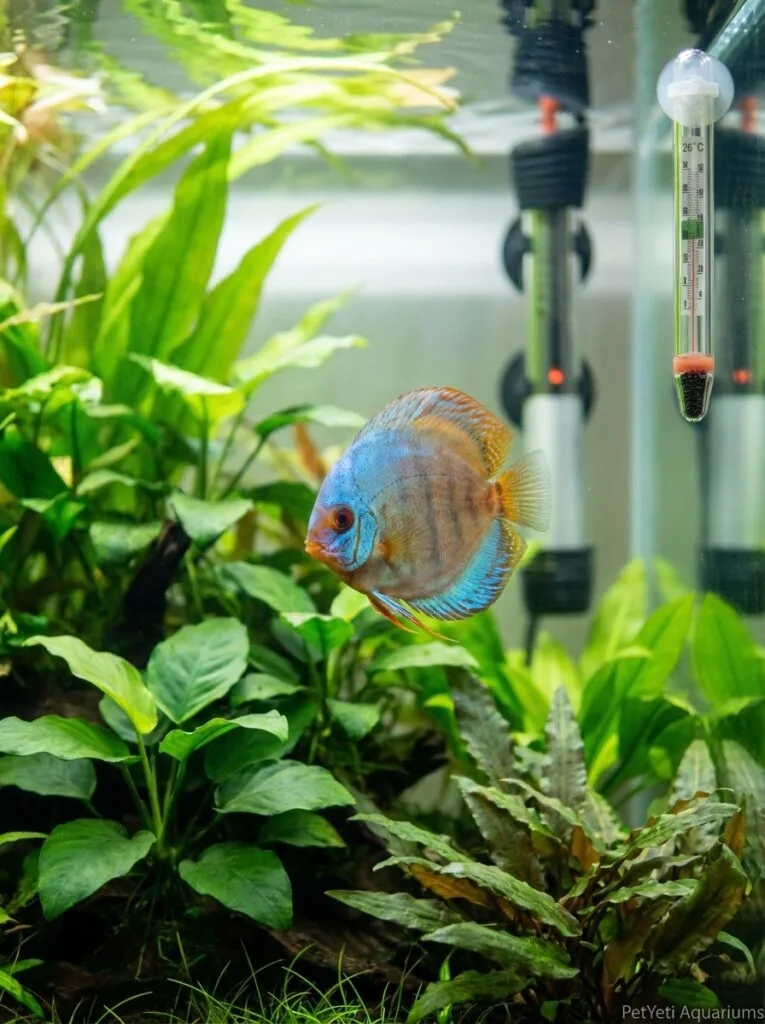 Healthy community fish in a stable planted aquarium with heater.