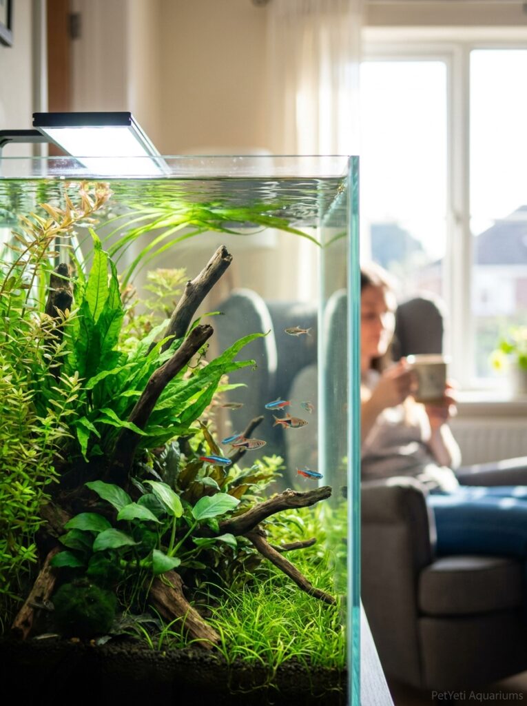 Crystal-clear planted aquarium after successful algae control.